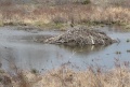 Beaverlodge.JPG