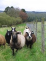 Flock of shetland sheep.jpg