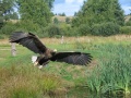 Eagle In Flight 2004-09-01.jpg
