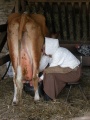 Hand milking a cow at Cobbes Farm Museum.jpg
