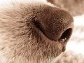 Dog nose.jpg