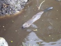 BeaverSwimming.JPG