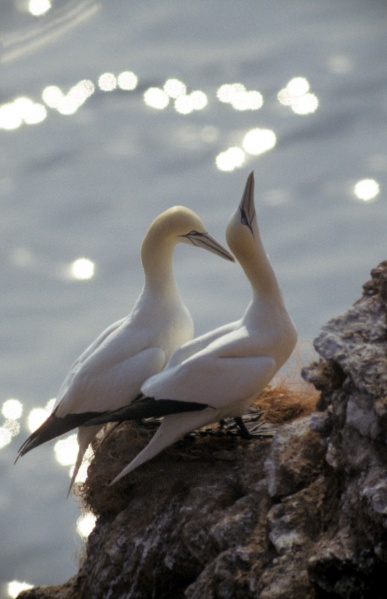 File:Morus bassanus 9.jpg