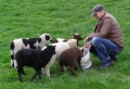 Feeding Shetland sheep .jpg