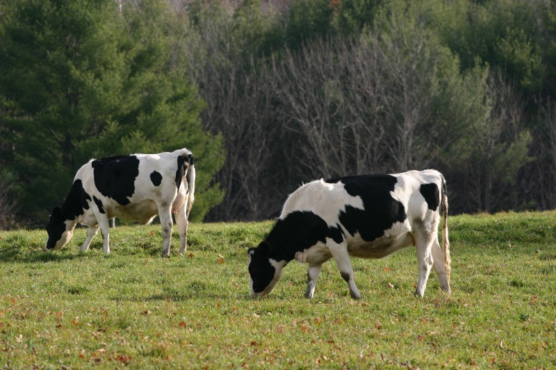 File:Two cattle near Wantastiquet Mountain.jpg