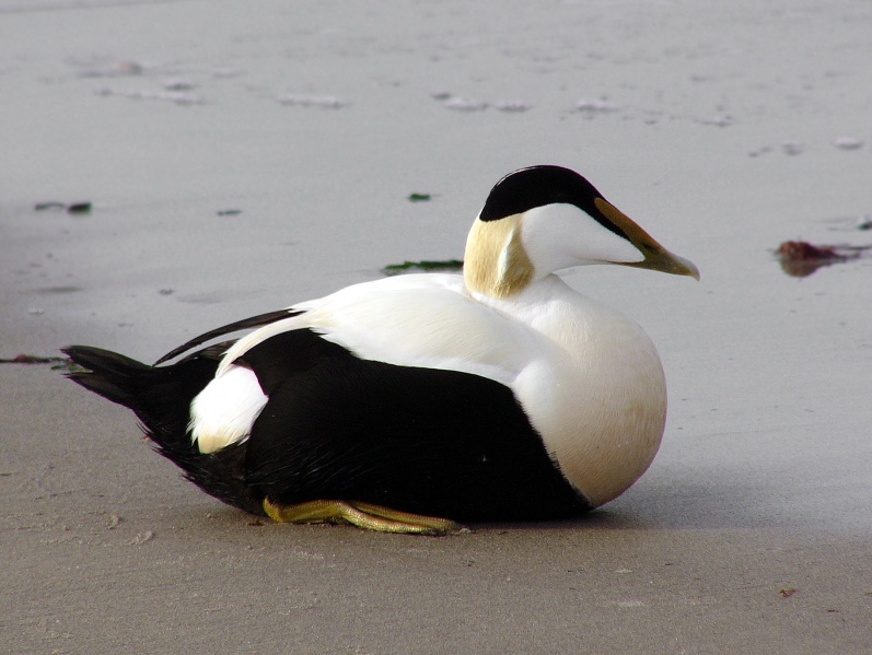 File:Somateria mollissima male .jpg