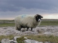 Thumbnail for version as of 20:39, 17 August 2013