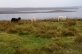 Bigga Sheeps.jpg