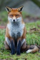 Fox study 6.jpg