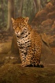 Jaguar sitting.jpg